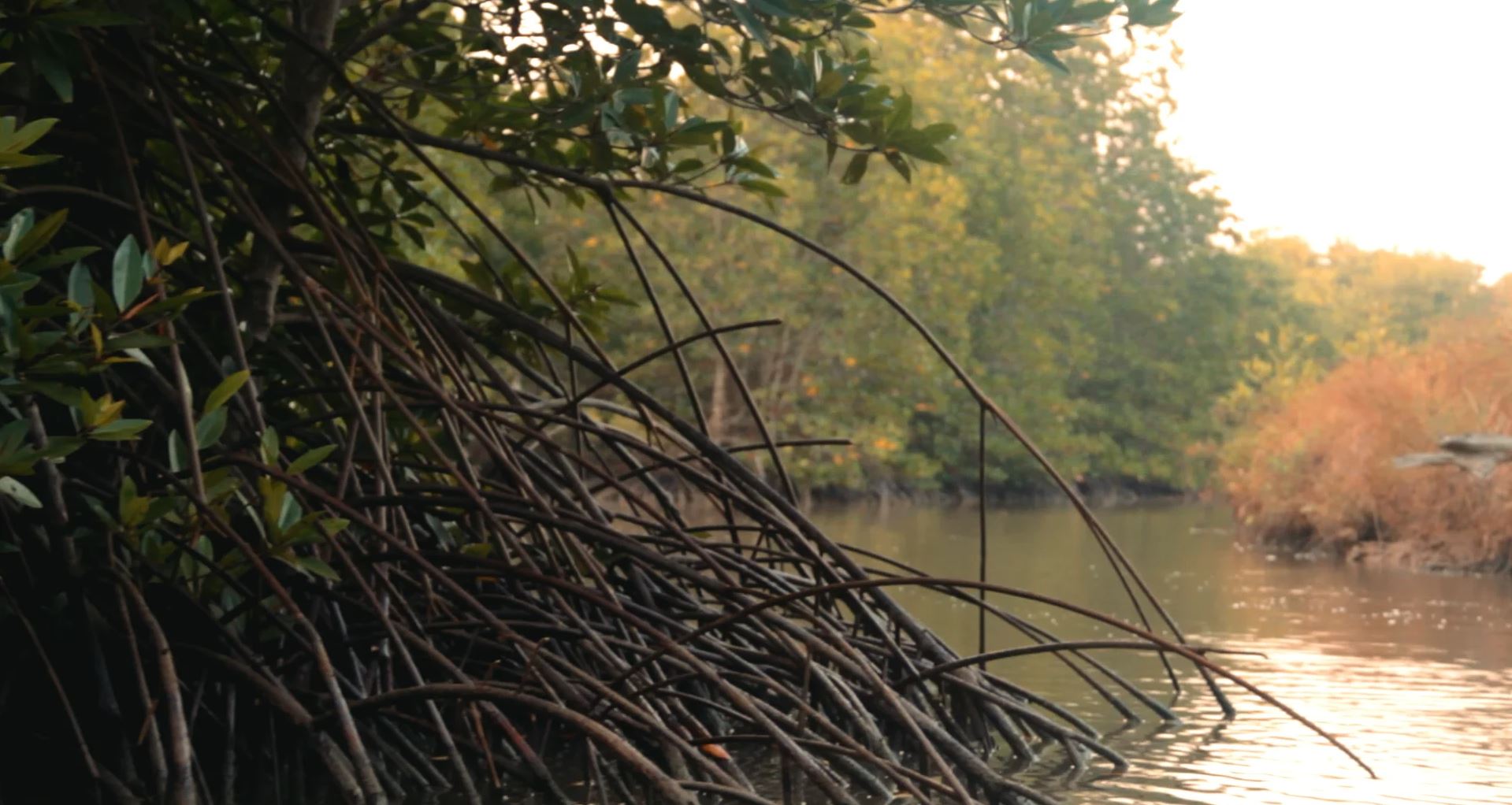 Selva Shrimps imagefilm by Rocc Film